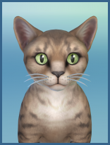 ansehen Orientalisch Kurzhaar Carla Kaetzchen